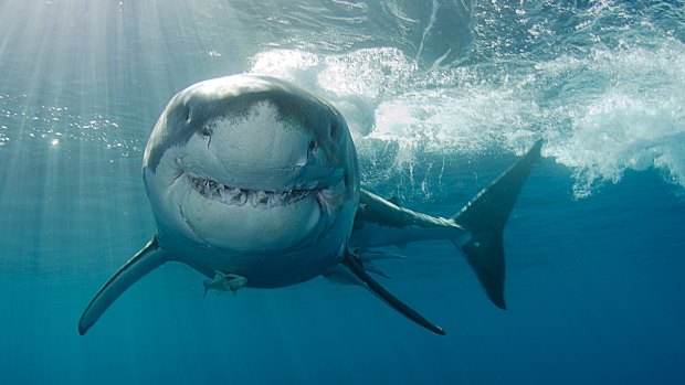 There was a shark sighted at Floreat just after 12pm.
