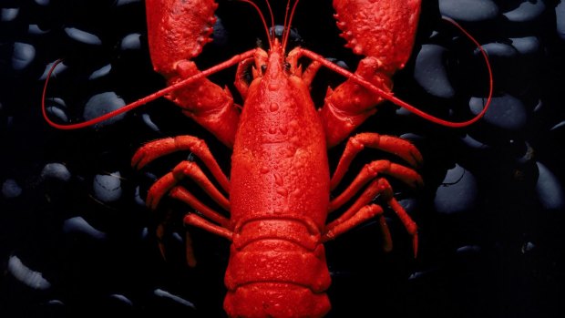 Crustacean ossicles have been shown to accurately show the animals' ages. 