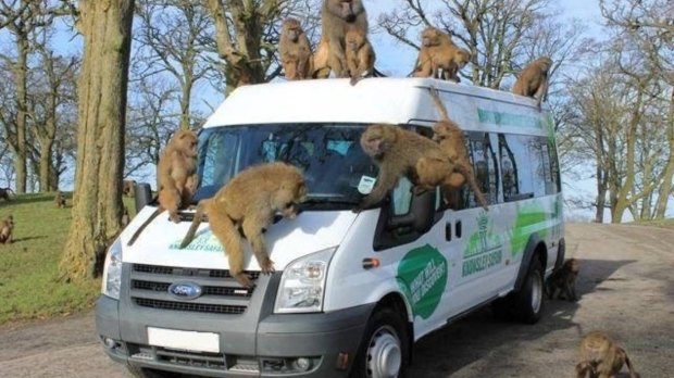 Curious baboons on the Baboon Bus at Knowsley Safari Park.