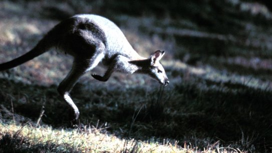 A child was attacked by a kangaroo on Sunday.