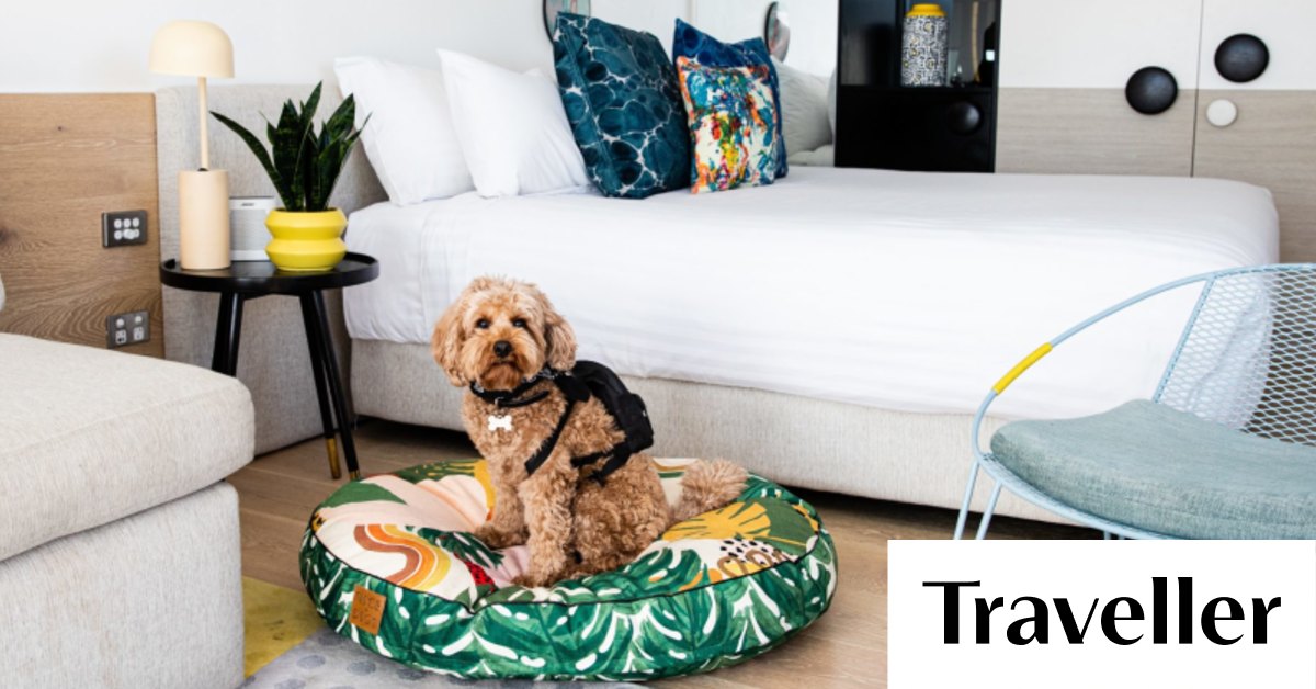 Can You Take A Dog On A Plane In Australia