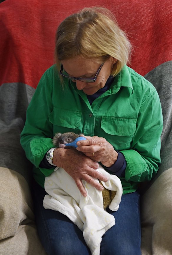 Alaine Anderson feeds a rescued koala near Croppa Creek - a region of northern NSW that has seen extensive land clearing,  especially of koala habitat.
