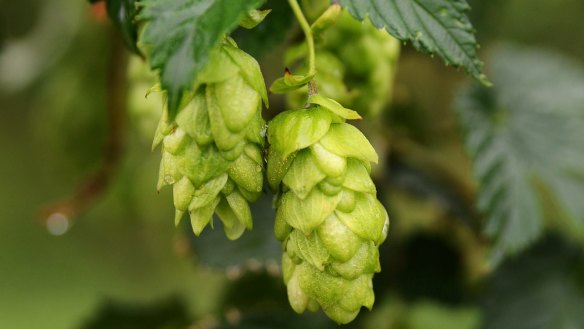 Hop flowers are used to flavour beer, but the shoots can be eaten as a vegetable.