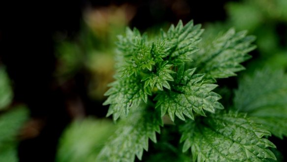 Stinging nettles have many uses.