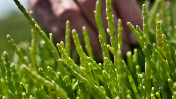 Samphire has an incredible crunch when fresh.