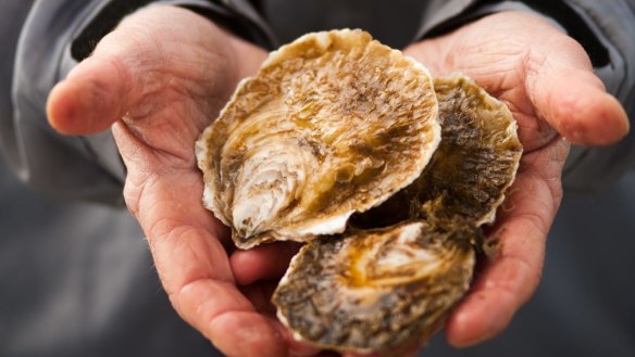 Lance Wiffin holds angasi native oysters, farmed in Port Phillip Bay.