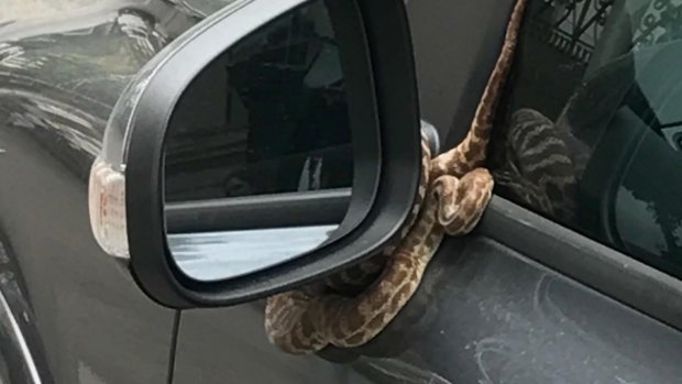 The python wrapped itself around a Volvo side mirror on Sunday.