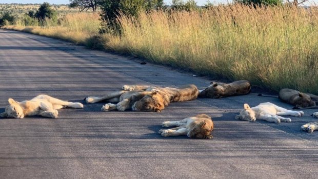 Lions take a cat nap in the middle of the road.