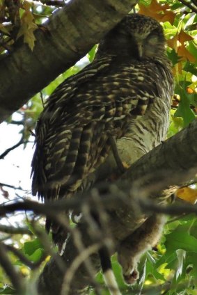 Turner's Powerful Owl (and possum meal) in its autumnal tree. 