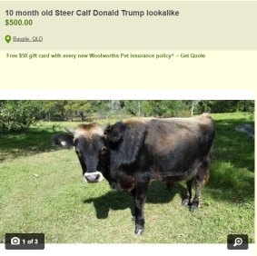 The Donald Trump look-a-like is being sold for $500 on Gumtree.