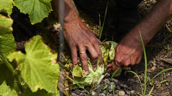 Natoora works with small-scale farms who grow food with a culinary mindset.