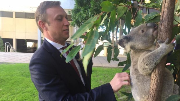 Environment Minister Steven Miles with Minin the koala.