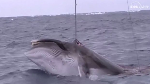 A whale struck by a Japanese harpoon. 