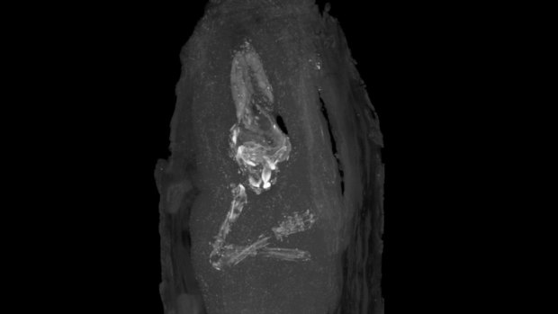 This tiny fetus is the youngest ancient Egyptian mummy ever found.