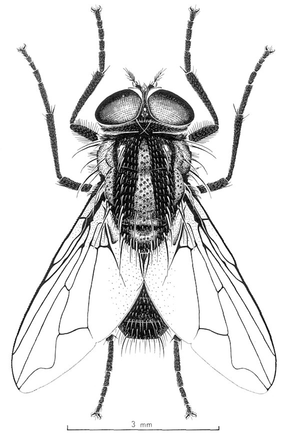 Why do we have so many flies in Australia? Here's swat's what