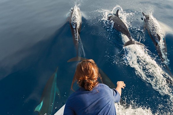 Say no to watching dolphins tap dance for your cash in captivity and instead take a dip with your bottlenose mates in the wild. 