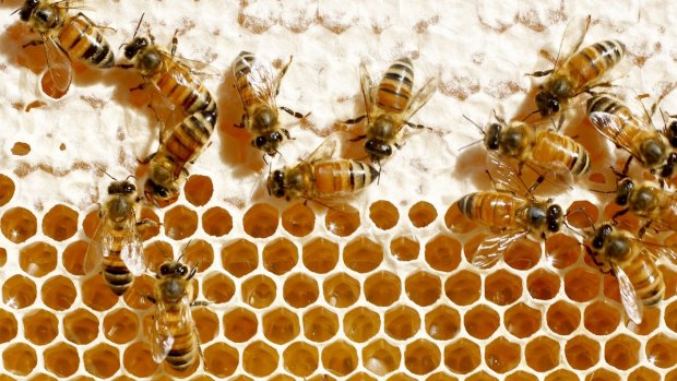 A report from the Rural Industries Research & Development Council, which will soon be published, will show Australian honey is some of the cleanest and purest in the world in terms of chemical contamination, says Dr Shona Blair