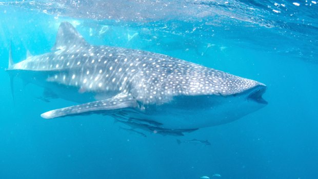 Whale sharks, the biggest fish on earth, can be found hanging out off the Ningaloo​ Reef in Western Australia from late March to early July each year.