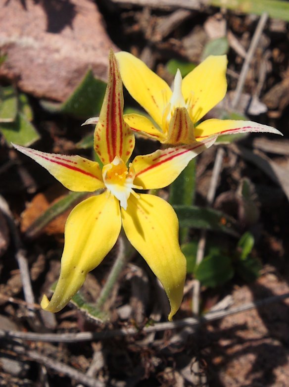 Gardening: orchids everywhere as WA blooms