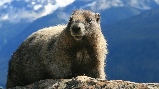 Whistler is named after the noise the marmots that inhabit the mountain make. 