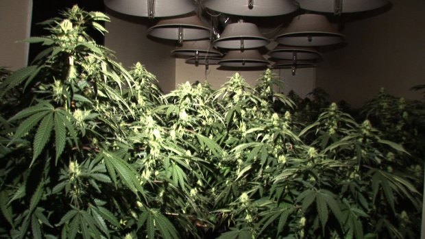 The federal government could raise $300 million a year in tax if it legalised marijuana. 
