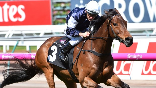 Perfect lead-up: Melbourne Cup winner Almandin took out the Bart Cummings Stakes in October.