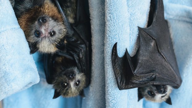 Hanging out on someone's dressing gown was not the start ACT Wildlife imagined for these young flying foxes