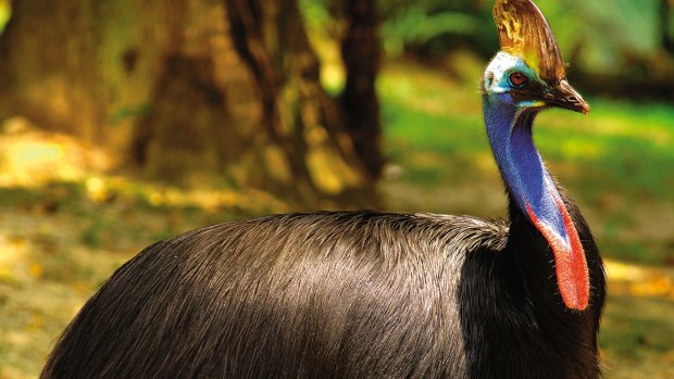 A Cassowary at Wildlife World, Sydney. The government is seeking to reverse the decline of 20 priority birds, 20 priority mammals and 30 priority plants by 2020.