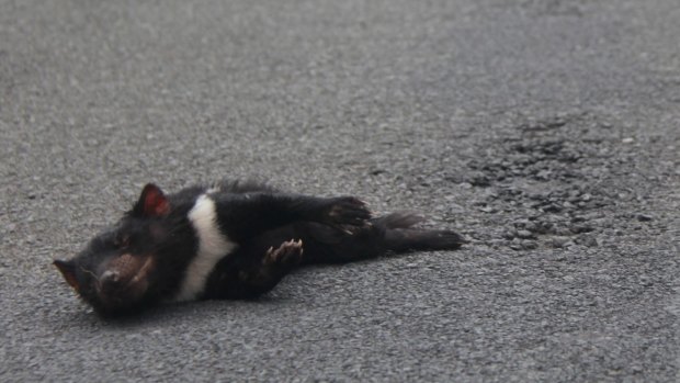Road-killed.  Another Tasmanian devil lost to vehicles.