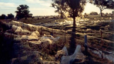 Raining Spiders In Goulburn Entirely Possible Scientist Says
