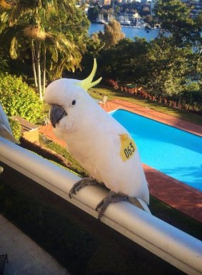 Clive the cockatoo in Neutral Bay.