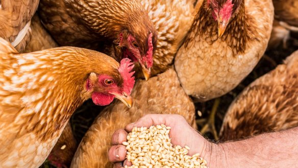 The chickens at Bullfrog Gully in Gormandale, Victoria, are fed sprouted grains. 