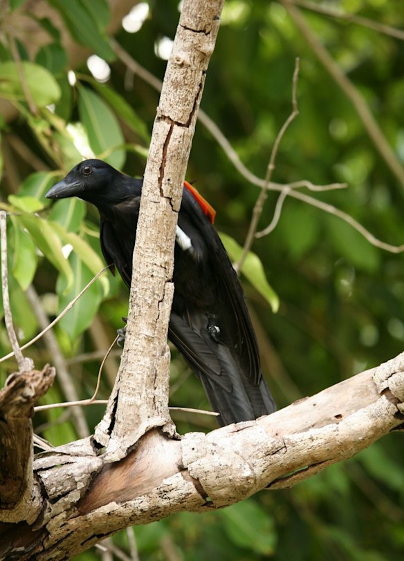 Crows may be as intelligent as apes, scientists say