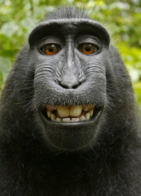 One of the "selfies" taken by a macaque monkey.