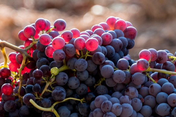 Harvested red grenache grapes during vintage.