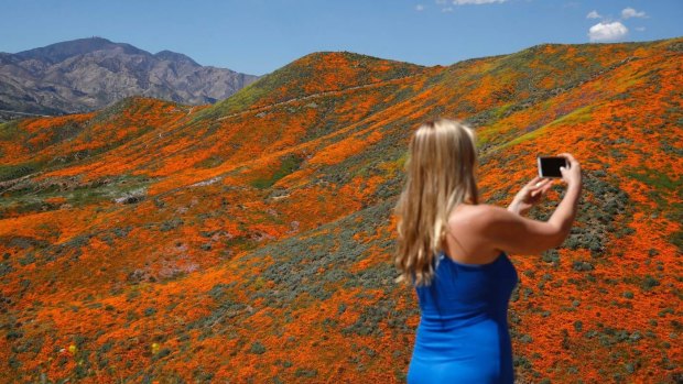 Renee LeGrand takes a picture among wildflowers.