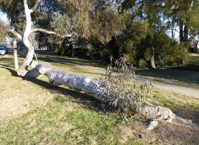 Where in Canberra last week. Ben Hobson, 12, of Campbell, correctly identified this as the vertically-challenged tree trunk on Paterson Street, Ainslie.