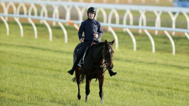 Flat out: Max Dynamite has ditched the hurdles and will be ridden by Frankie Dettori in Tuesday's Melbourne Cup.