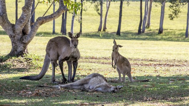 Evan Switzer captured these scene near Hervey Bay on Monday.