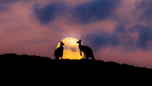 The full moon rises behind a pair of kangaroo lovers in Margaret River.