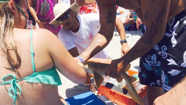 A small nurse shark attached to a woman's arm at a Florida beach.