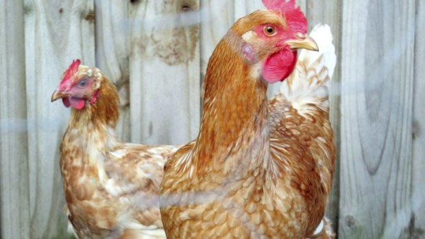 Firefighters at the Canning Vale Fire and Rescue station have been banned from having chooks (file pic).