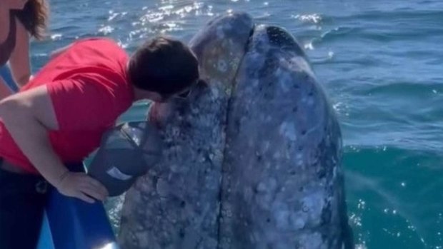 Alex Banky gets close and personal with a grey whale in Mexico.