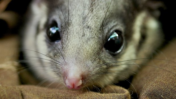 Victoria's fauna emblem, the Leadbeater's possum.