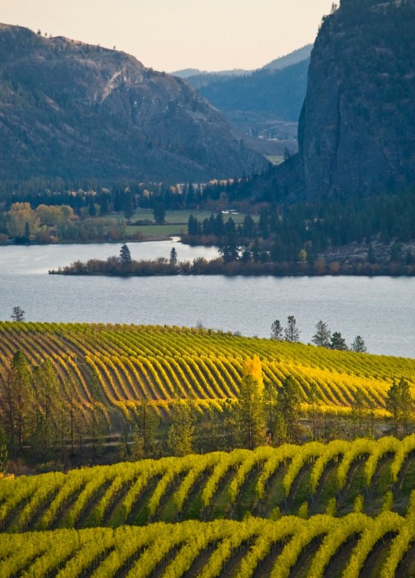 Blue Mountain Vineyard in fall, Okanagan Falls, Canada