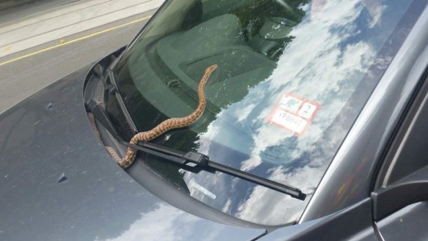 The snake was first spotted on the windscreen of the Volvo.