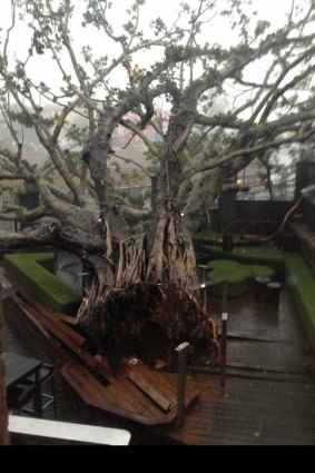The fig tree at the front of the Normanby Hotel has toppled over.