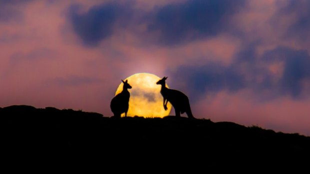 Sean Blocksidge's Sunset Kangaroos snap took out first prize in a national photography competition.