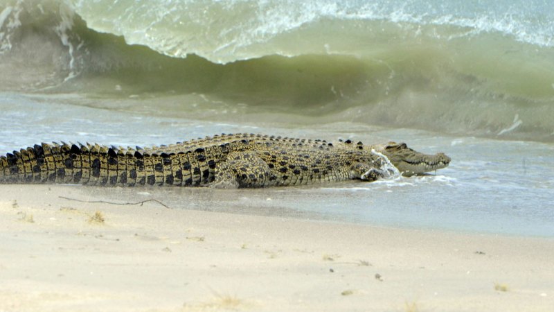 Relocated 350kg crocodile swims 400km to return home in North Queensland