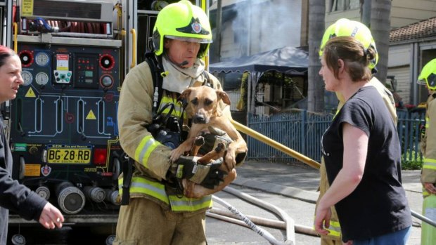 Firefighters help save a dog caught in the house fire.